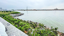 Ecological regeneration of hard seawall in Dongguan Binhai Bay New Area